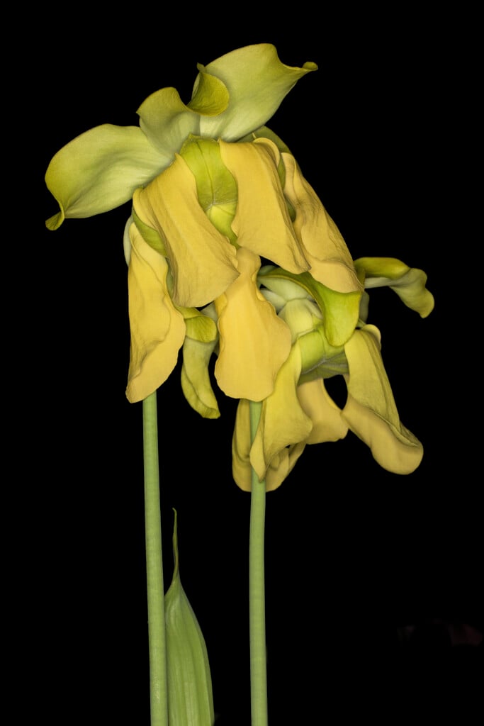 yellow pitcher plant