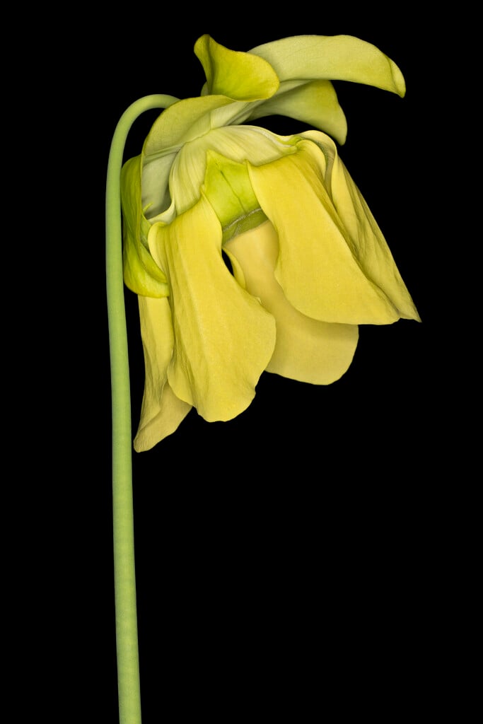yellow pitcher plant