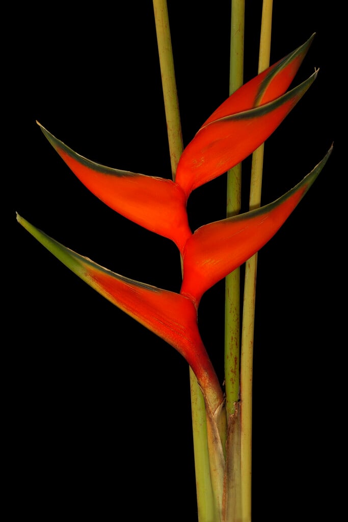 balisier