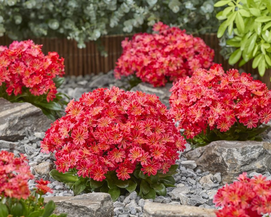 <i>Lewisia</i> [<span style=\"font-variant: small-caps;\">Sunset Glow</span>]