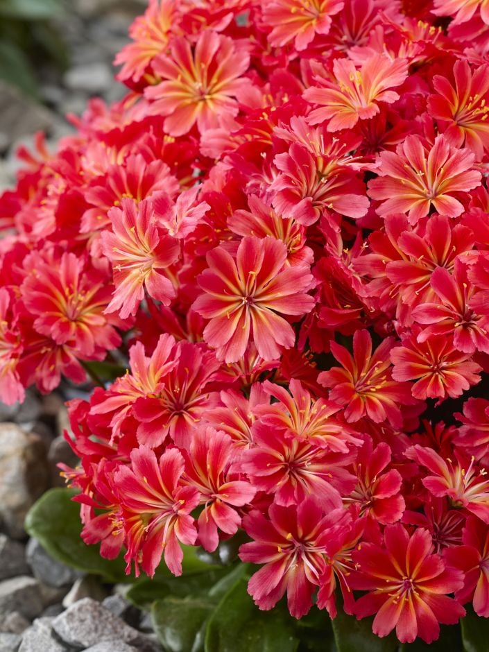 <i>Lewisia</i> [<span style=\"font-variant: small-caps;\">Sunset Glow</span>]