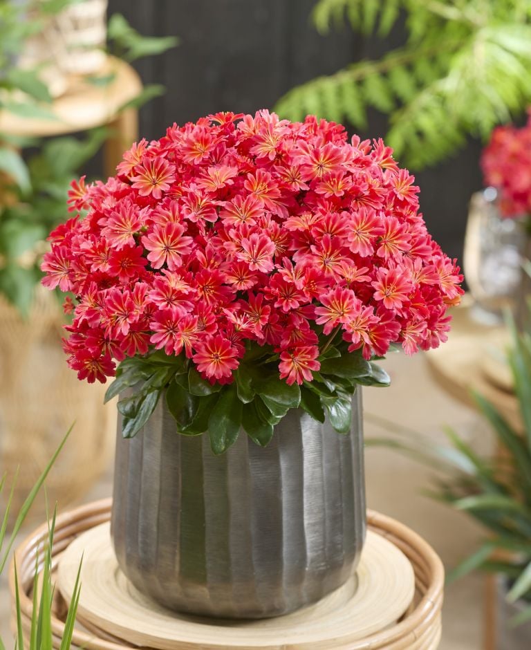 <i>Lewisia</i> [<span style=\"font-variant: small-caps;\">Sunset Glow</span>]