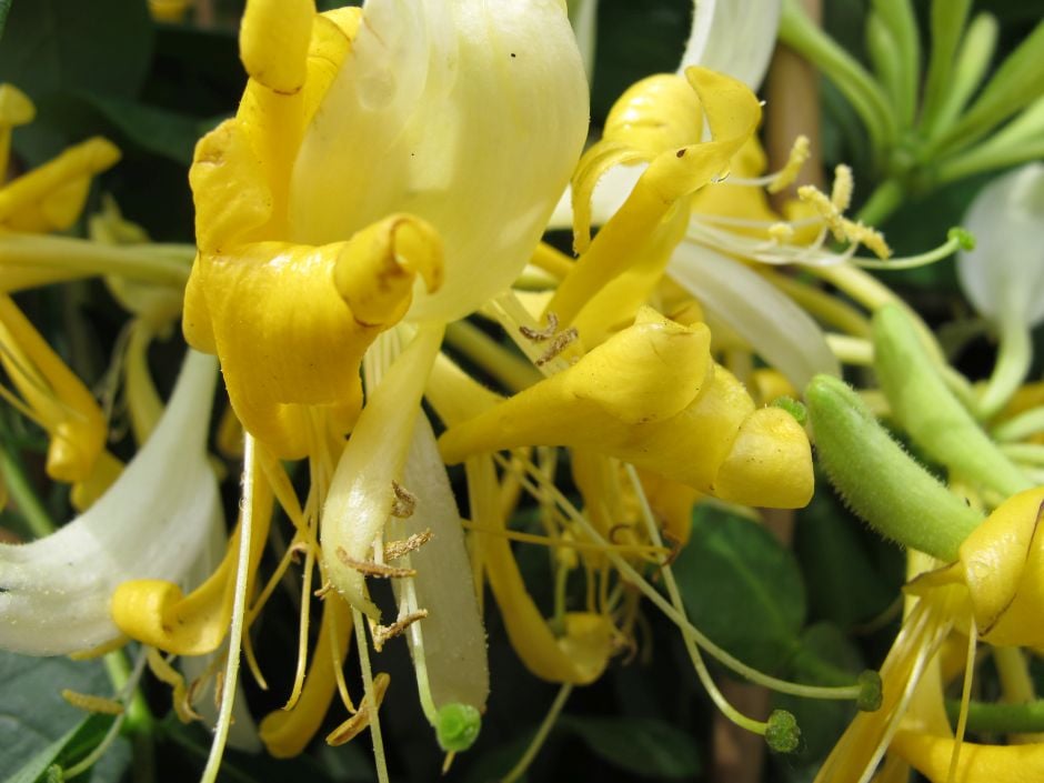 honeysuckle best scent