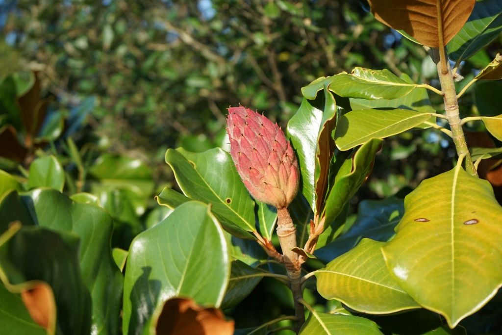 evergreen magnolia 'Mont Blanc'