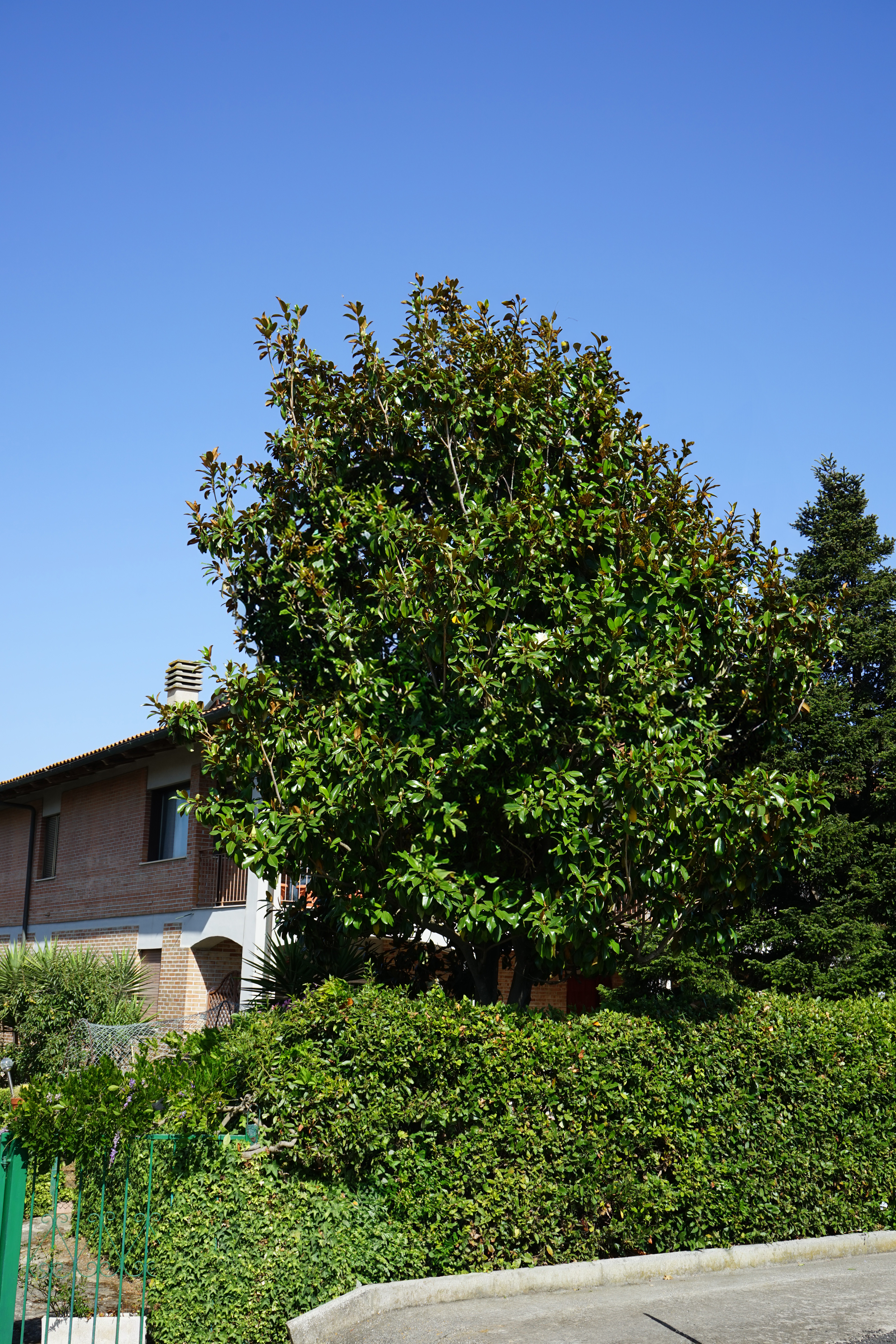 evergreen magnolia 'Nannetensis'