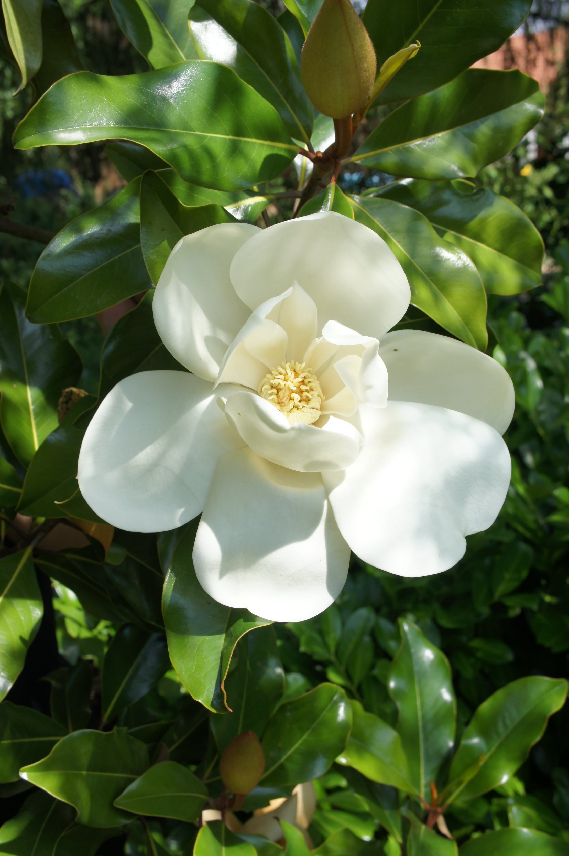 evergreen magnolia 'Nannetensis'