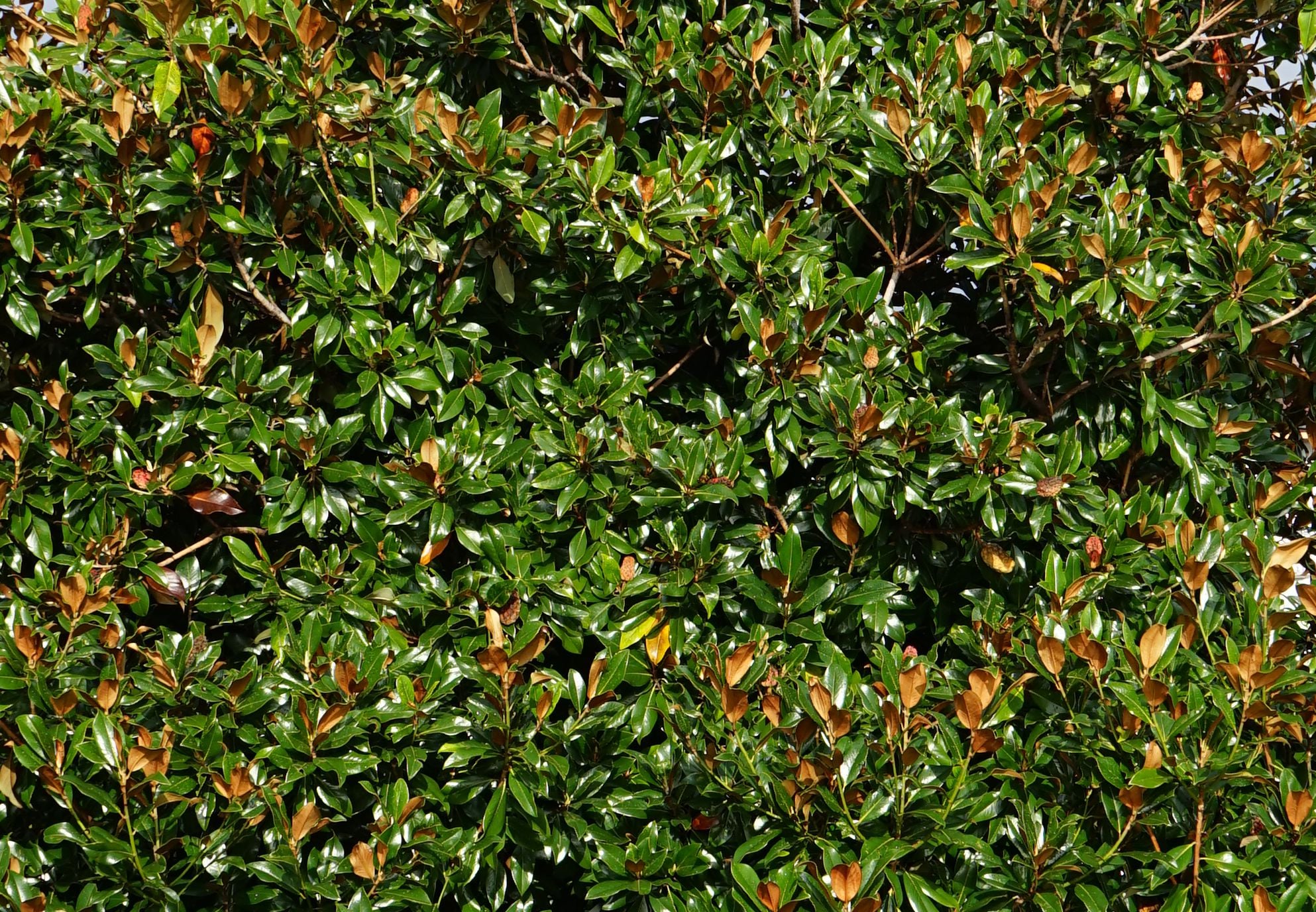evergreen magnolia '24 Below'