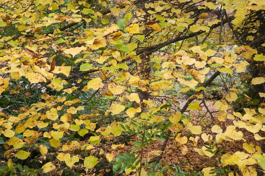 lime 'Wratislaviensis'