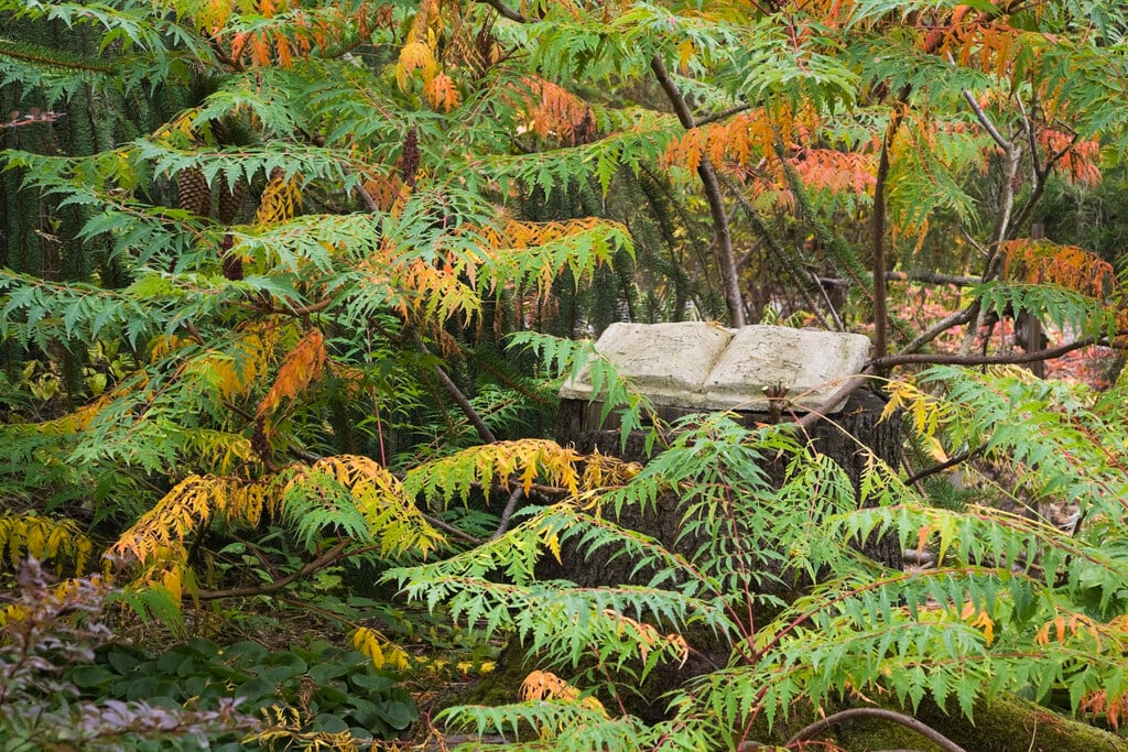 sumac Autumn Lace Group