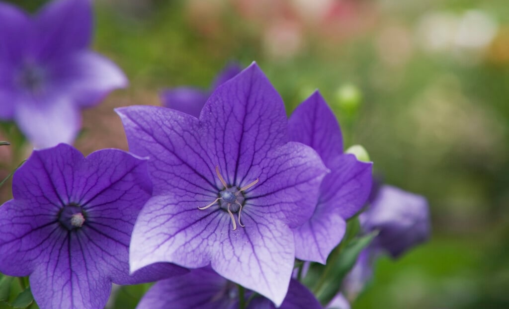 <i>Platycodon</i> <i>grandiflorus</i> 'Fuji Blue' (Fuji Series)