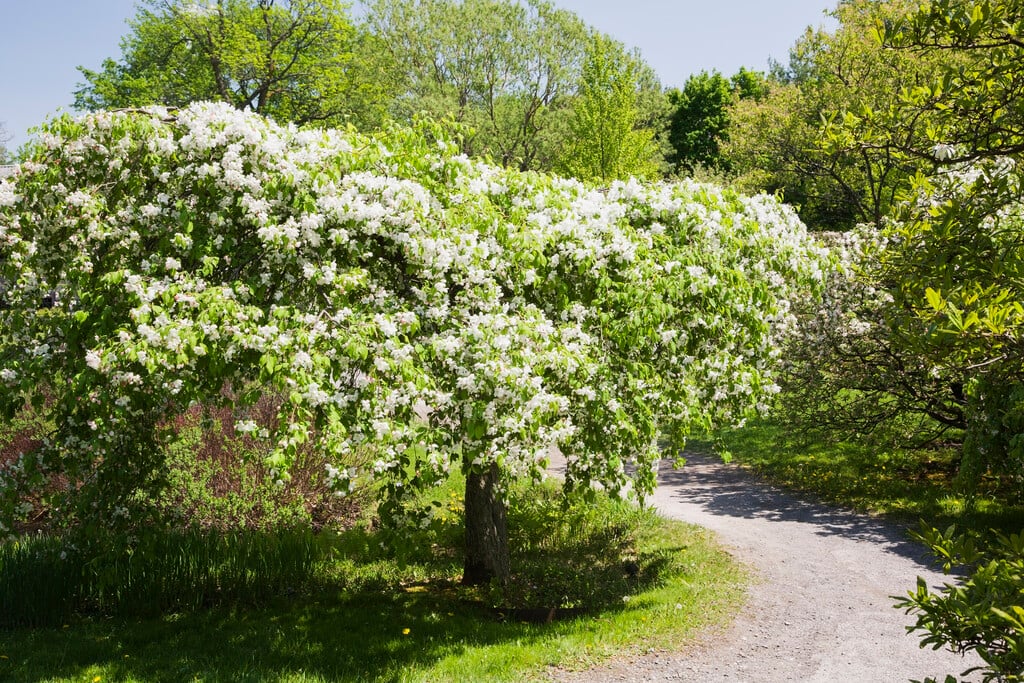 crab apple 'Red Jade'