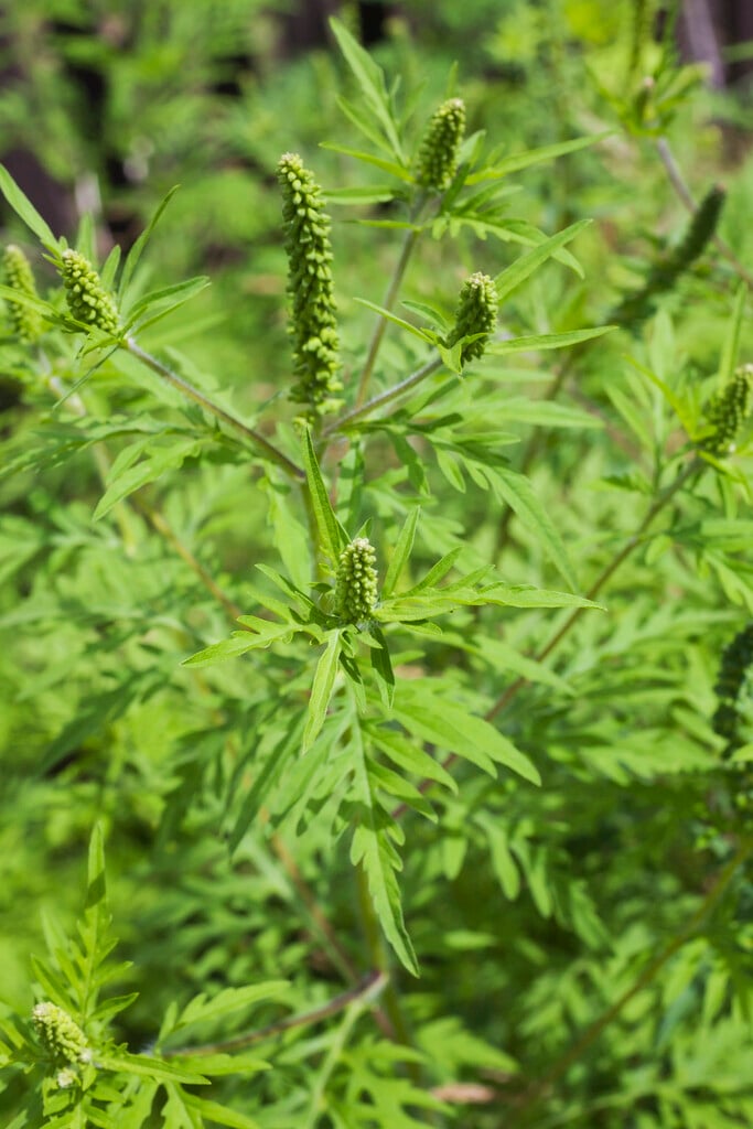ragweed