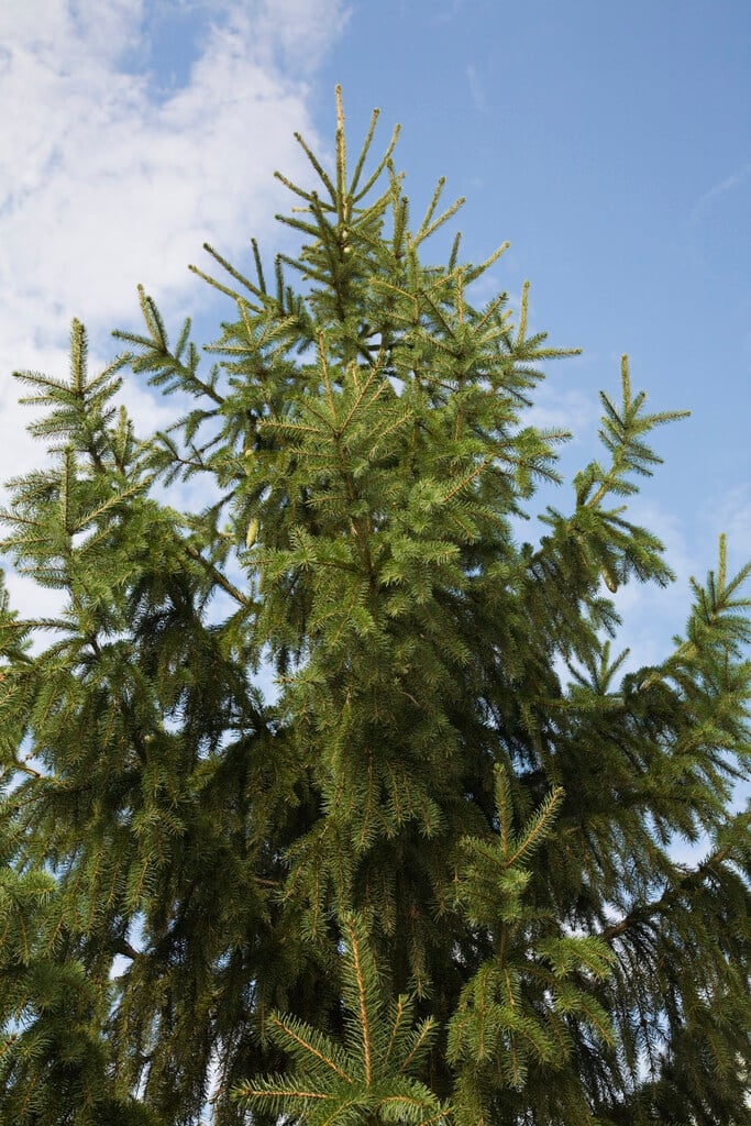 <i>Picea</i> <i>abies</i> 'Rubra Spicata'