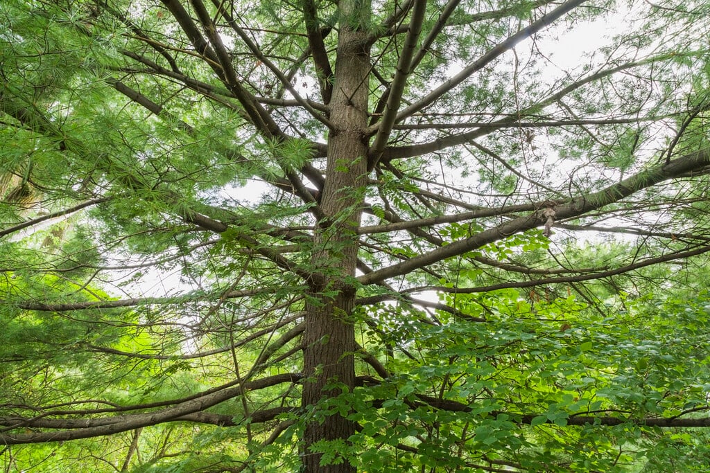 Canadian red pine