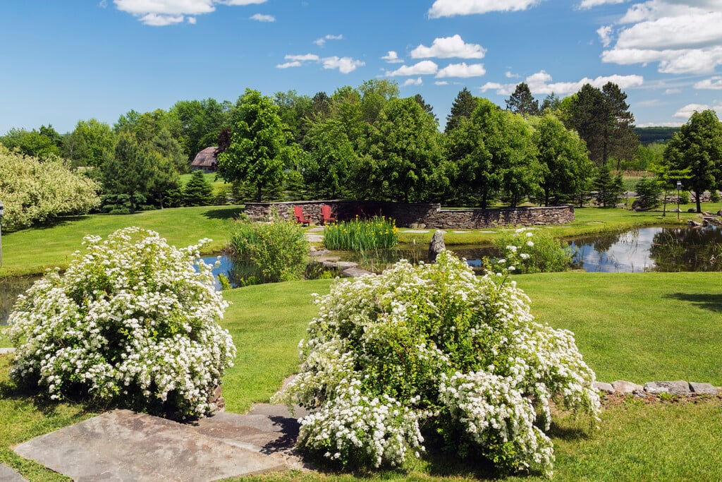 bridal wreath spiraea