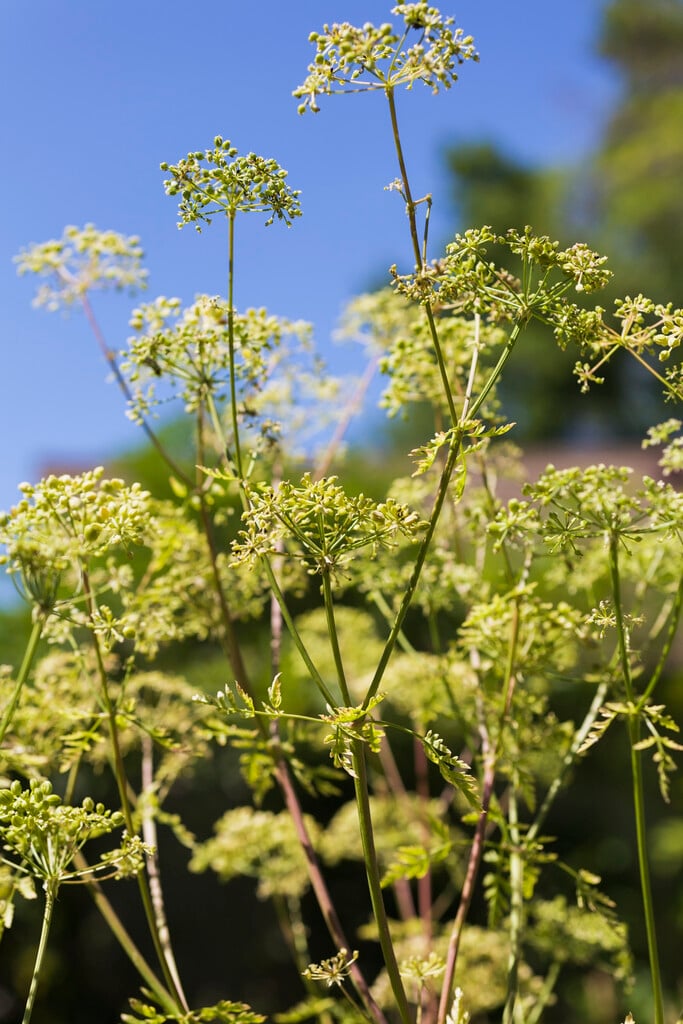 hemlock