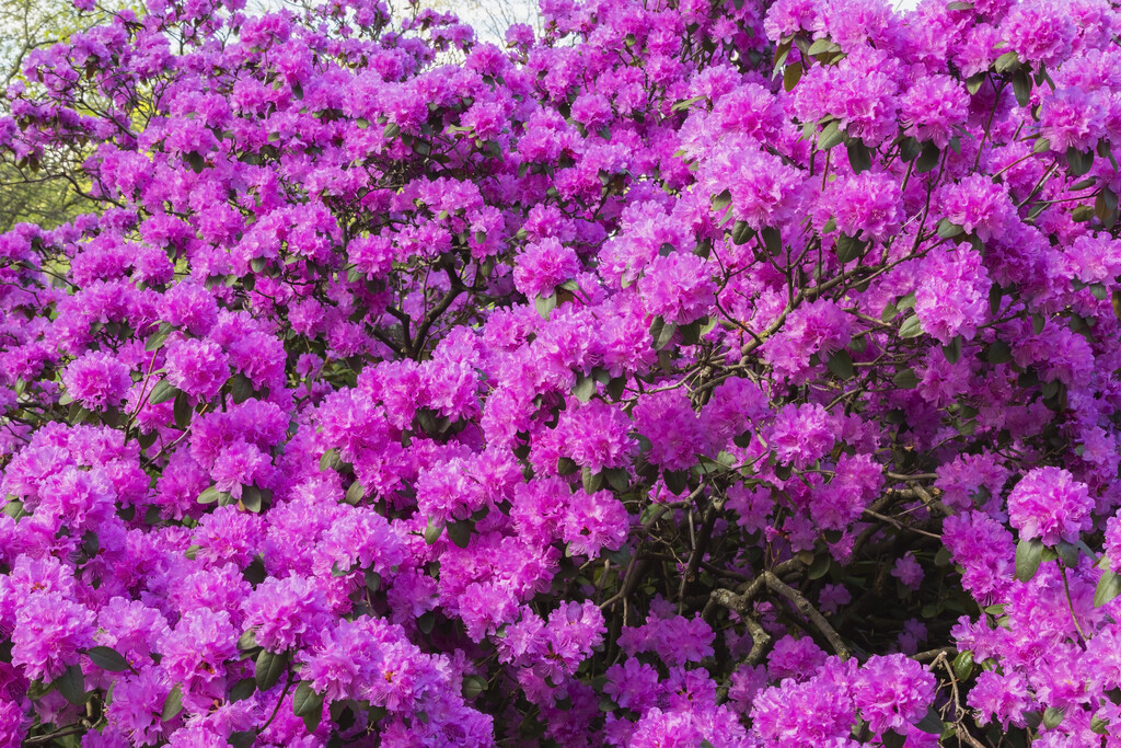 rhododendron 'Lavendula'