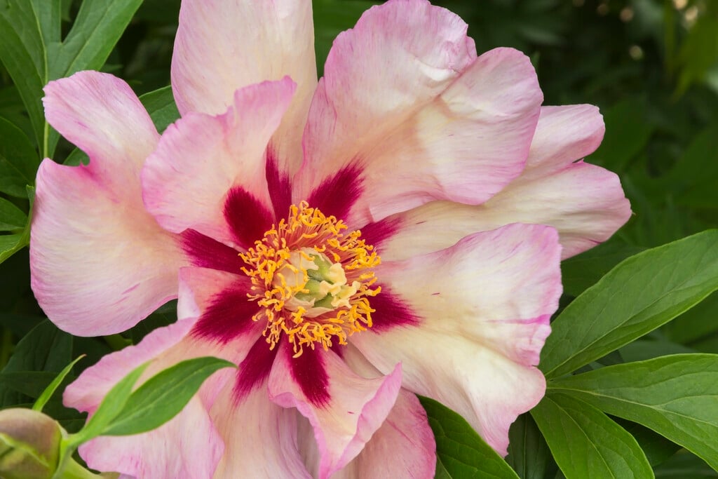 peony 'Callie's Memory'
