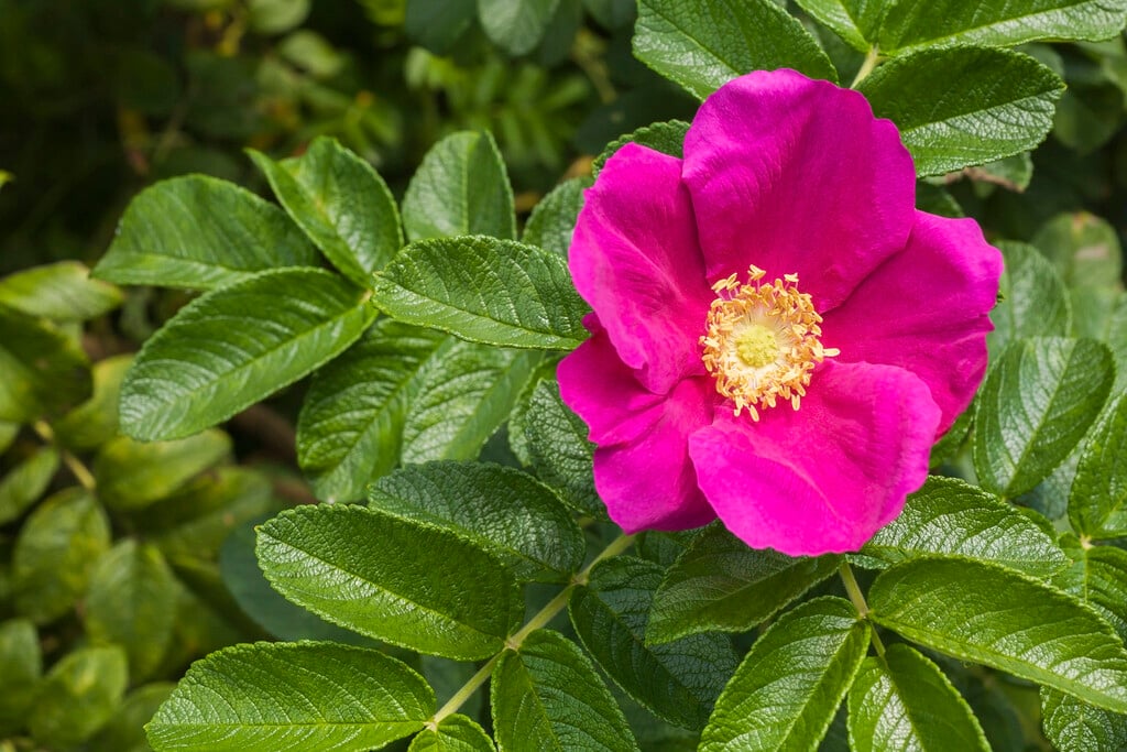 Japanese rose