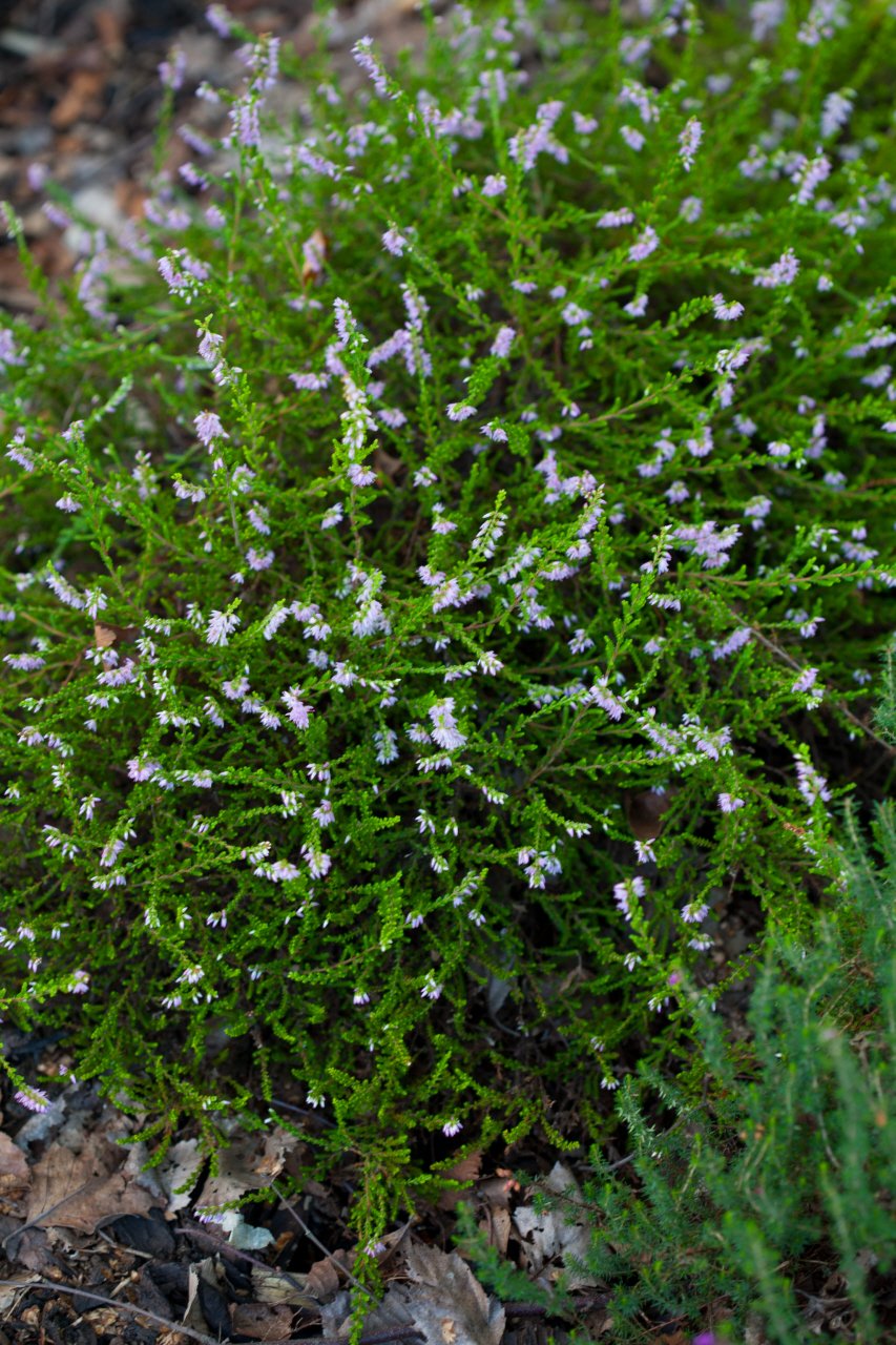 Calluna vulgaris 'Blazeaway'