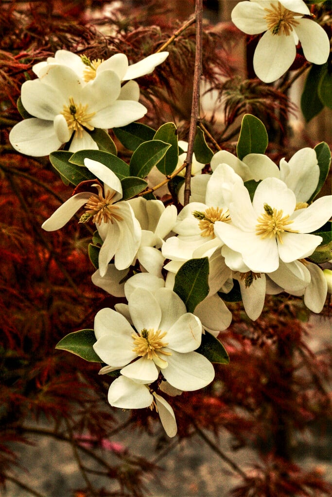 magnolia 'Summer Snowflake'