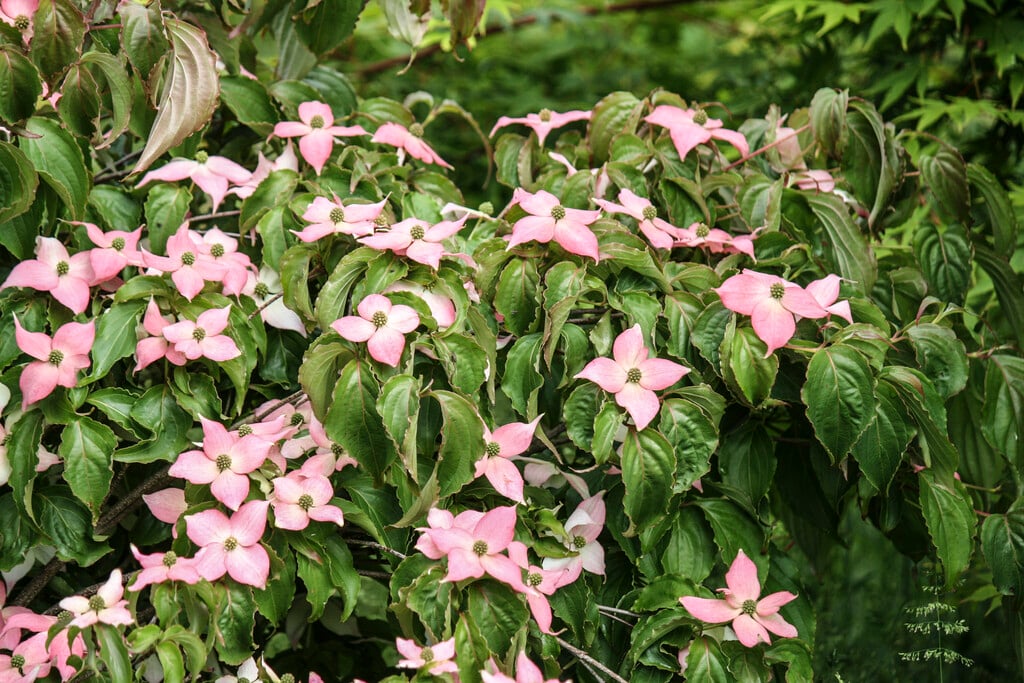 kousa 'Mount Fuji'