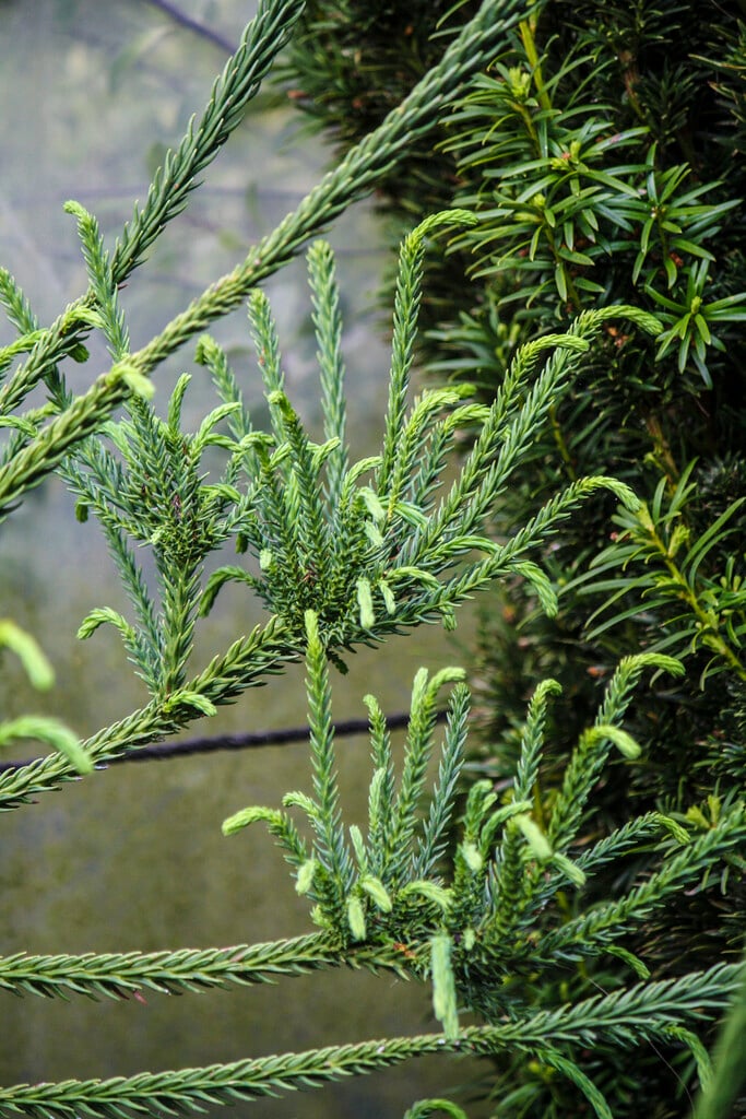 Japanese cedar Araucarioides Group