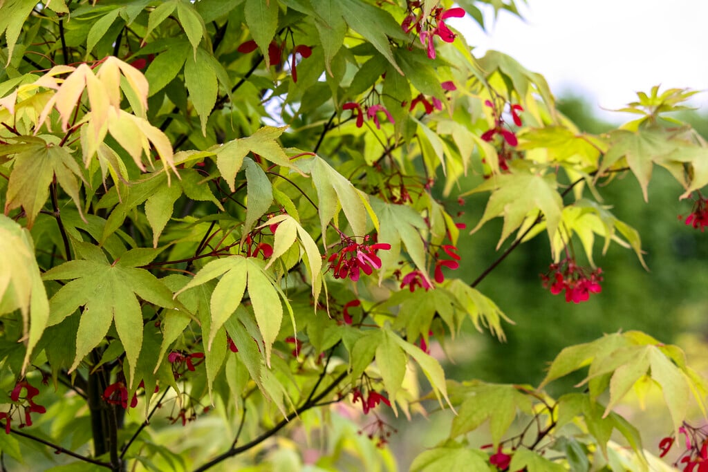 Japanese maple 'Ōsakazuki'