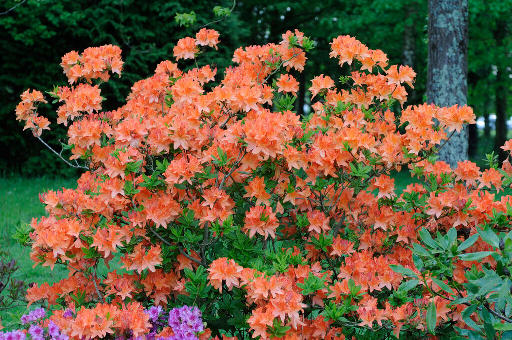 <i>Rhododendron</i> 'Bright Forecast' (K)