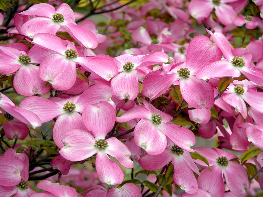 flowering dogwood 'Sunset'