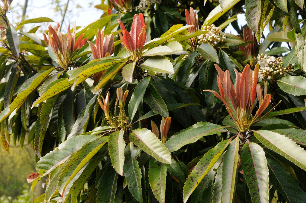 <i>Eriobotrya</i> <i>deflexa</i>