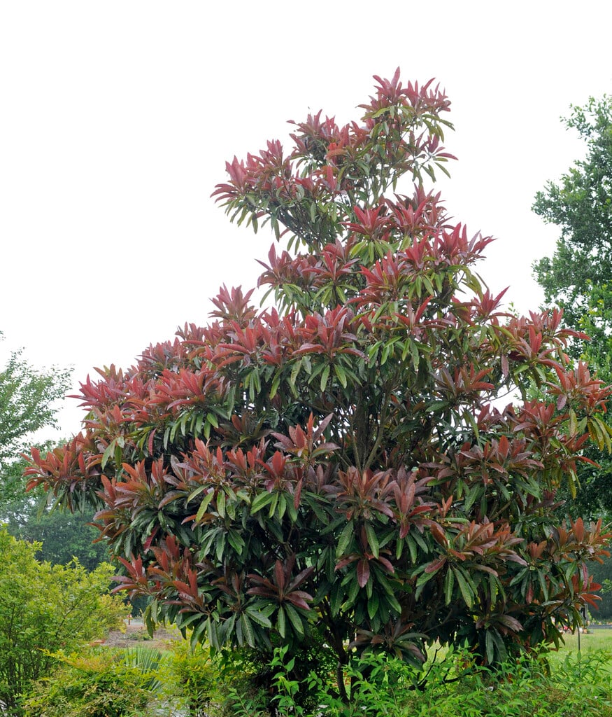 <i>Eriobotrya</i> <i>deflexa</i>
