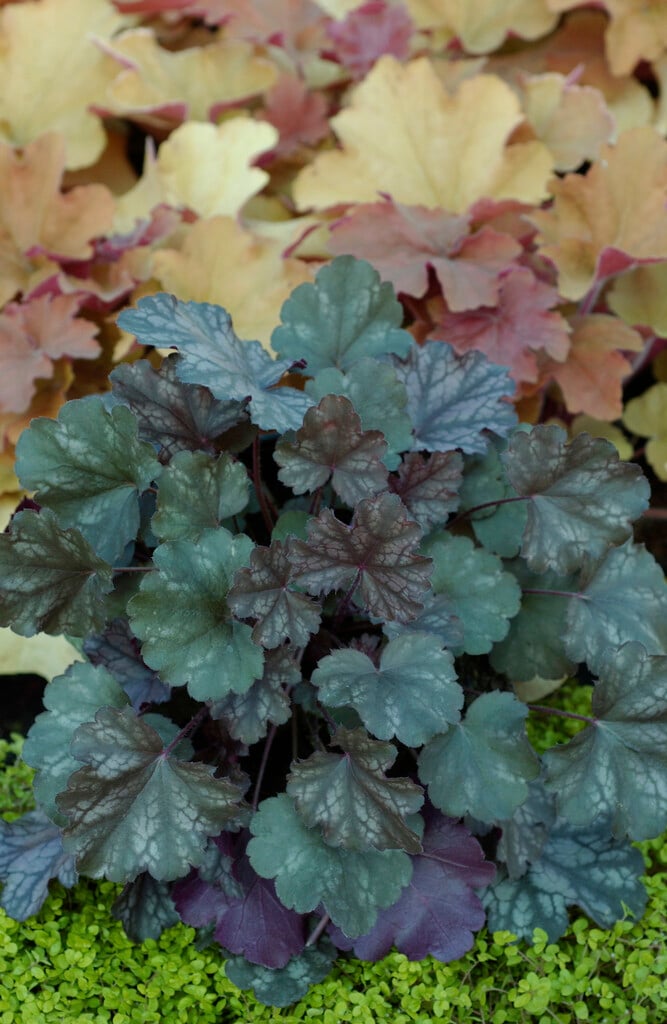 alum root 'Raspberry Ice'