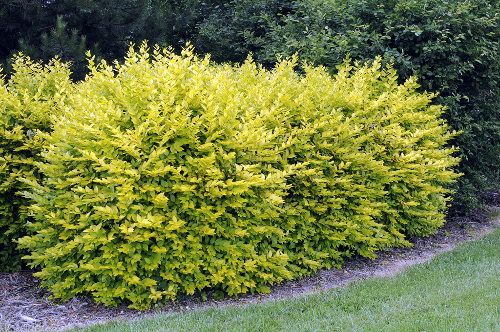 golden privet