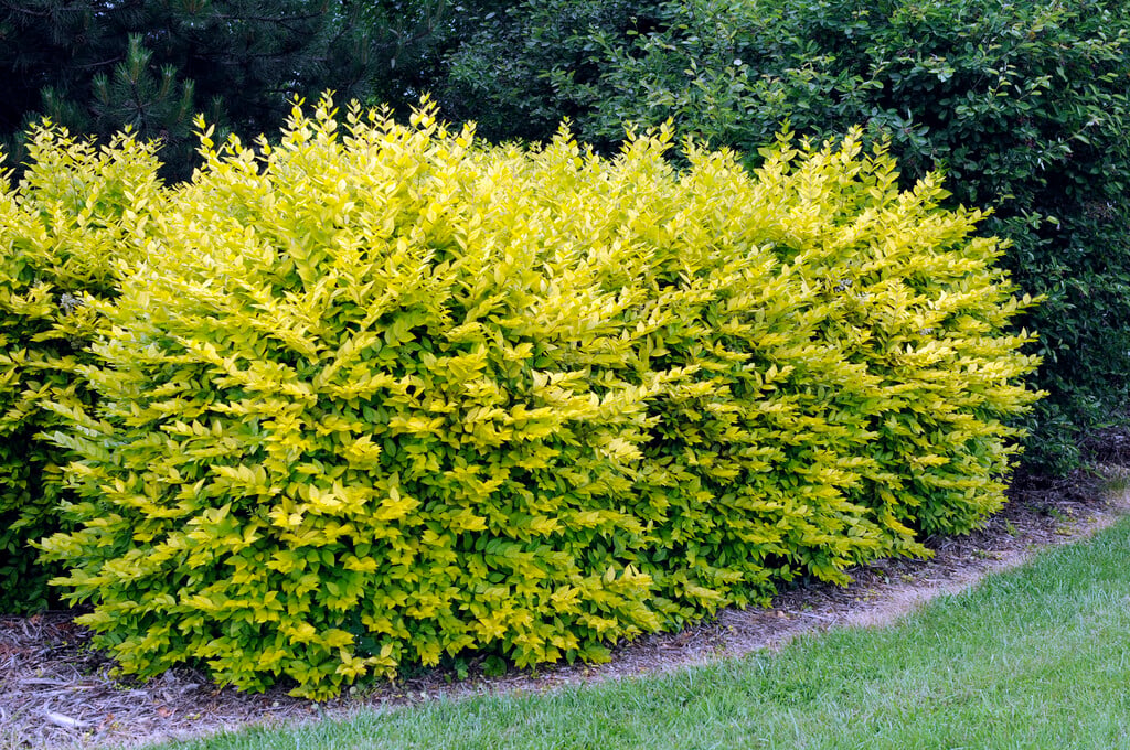 golden privet