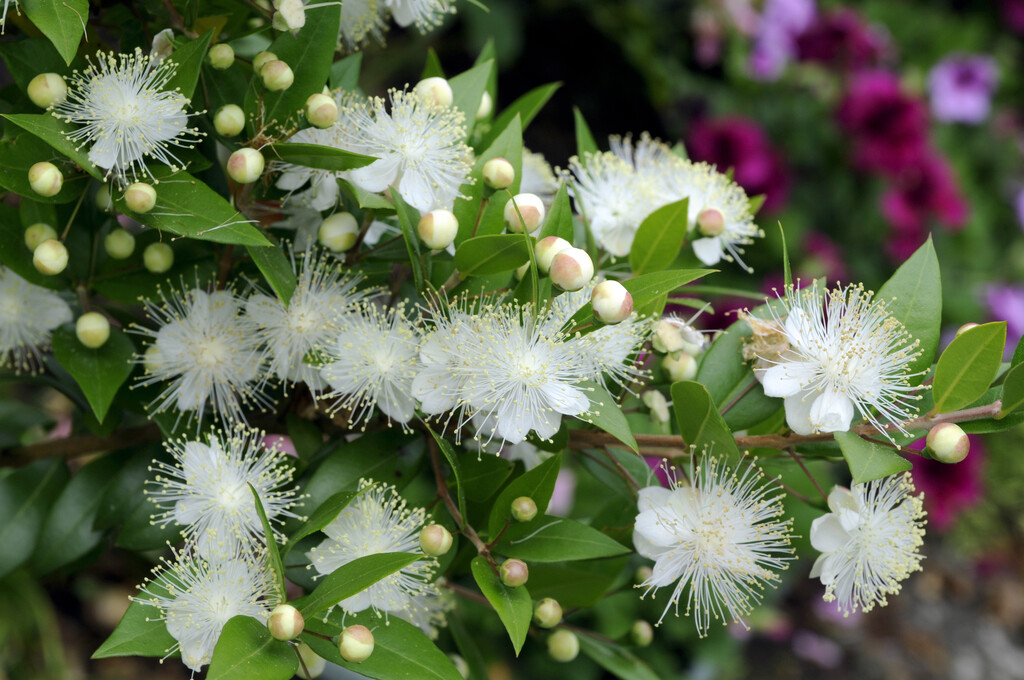 common myrtle