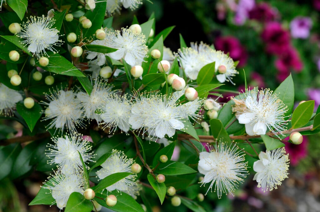 common myrtle