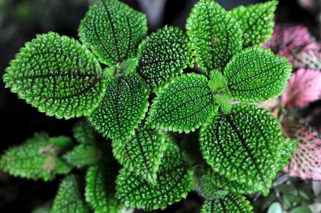 friendship plant