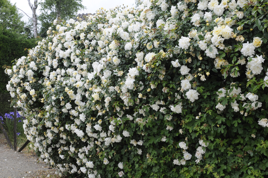 rose 'Albéric Barbier'