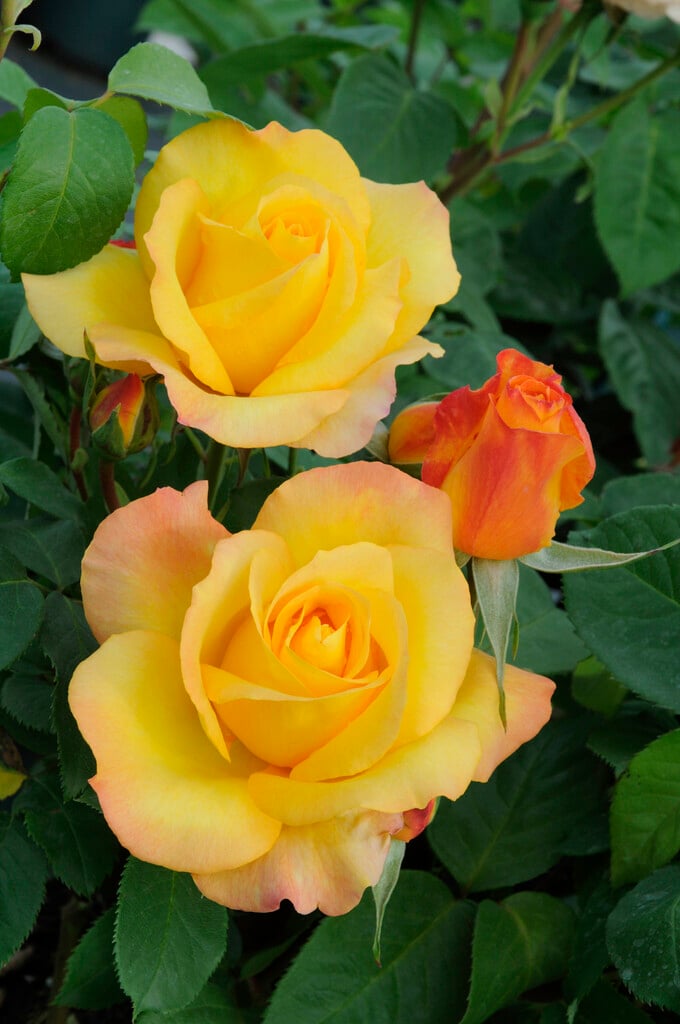 rose [Gold Medal]