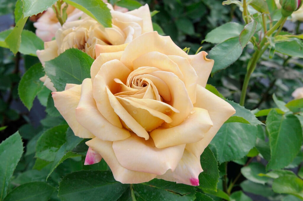 rose [Honey Dijon]