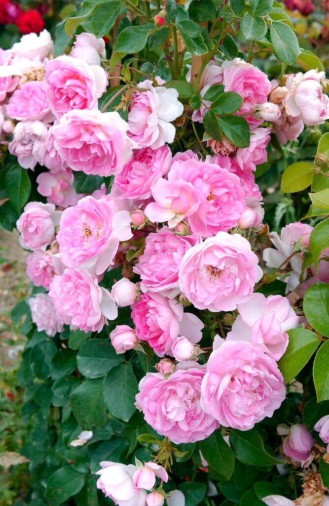 rose [Jasmina]