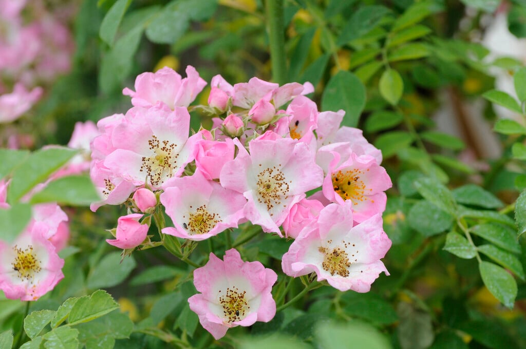 rose 'Kew Rambler'