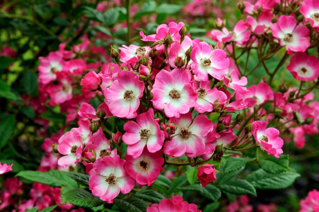 rose 'Mozart'