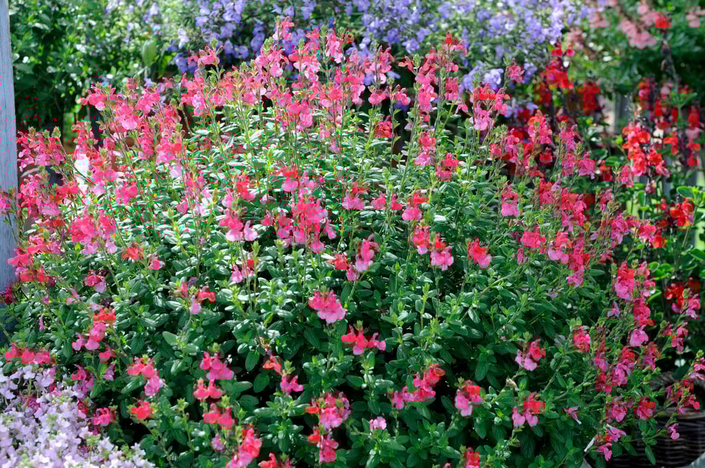 Salvia microphylla var. neurepia &Newby Hall& baby sage &Newby Hall