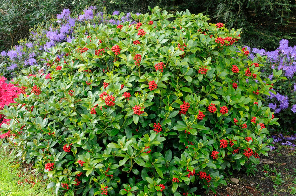 <i>Skimmia</i> <i>japonica</i> 'Fructu-albo' (f)
