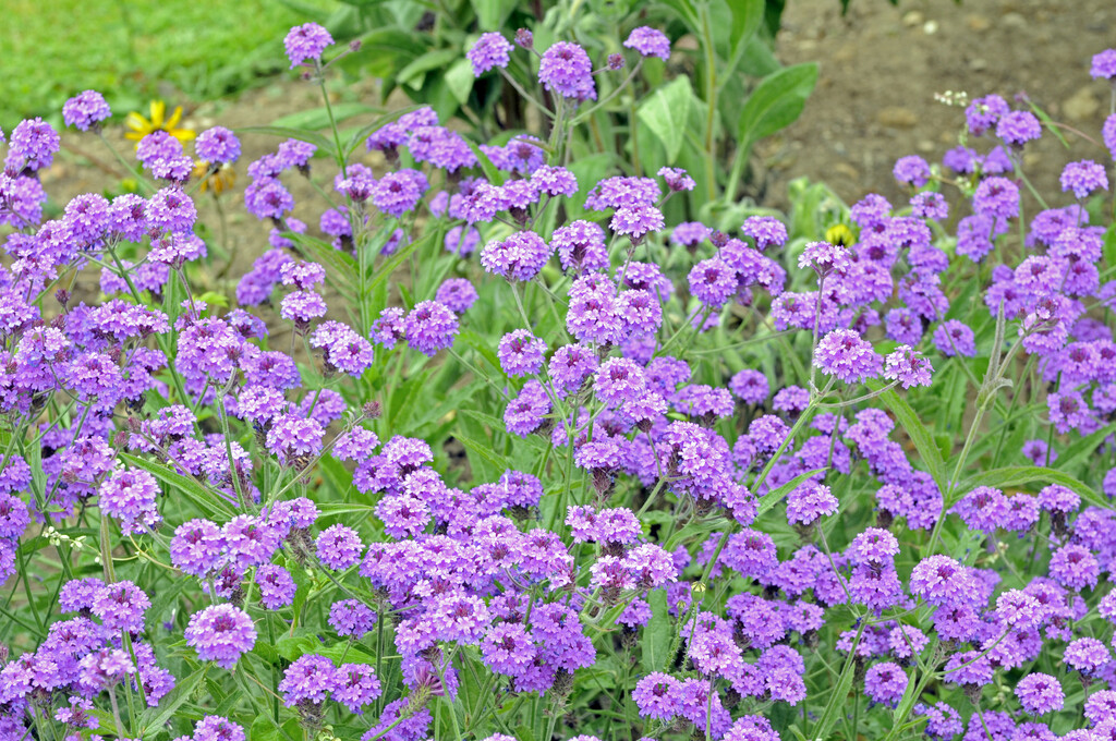 slender vervain