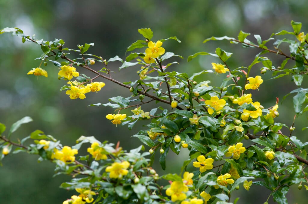 Mickey Mouse plant