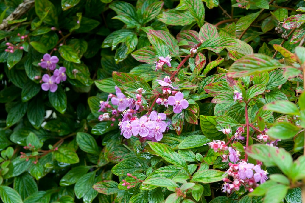 <i>Centradenia</i> <i>floribunda</i>