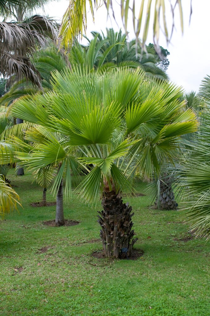 cabbage palm